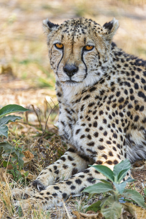 XXX Bendhur    llbwwb:  Cheetah and vegetation photo