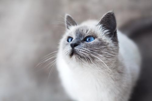 All Cats Are Beautiful