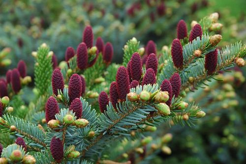 earthanthem:(via Pinterest)   Red Cone Spruce (Picea abies ‘Acrocona’)  