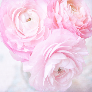kiiseu:  Pastel pink flowers | 1 2 3 4 5 6 7 8 9 