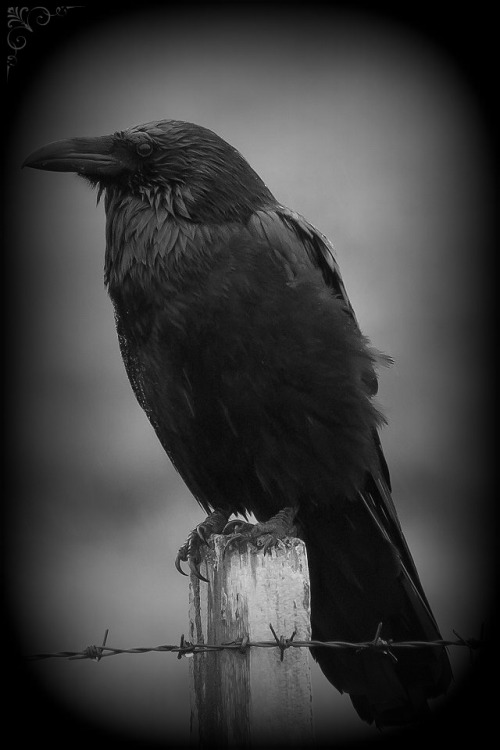 gothdolly: Its the Season of the Raven