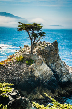 heaven-ly-mind:  The Lone Cypress, Cypress