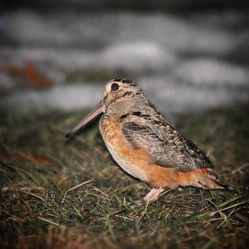 Peent! Heard any Woodcocks recently? #americanwoodcock #woodcock #falmouth #capecod #birds #birding 