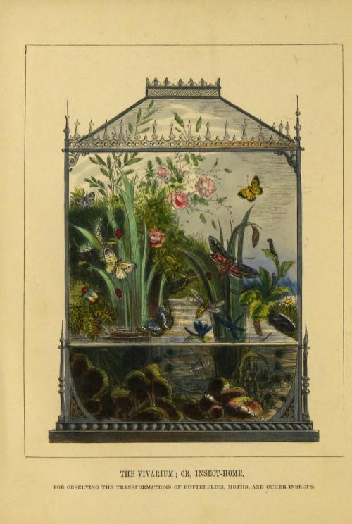 heaveninawildflower: ‘The Vivarium; or, Insect-home’ taken from ‘The Butterfly Viv