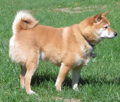 lavenderpanda:  doglesbian:  why is this dogs butt so poofy  squats  