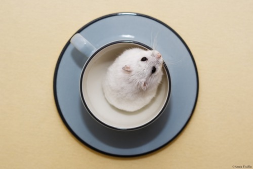 hamsterography: Yuki in a cup at different moments :)