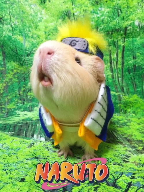 guineapiggies:(via モルペウス☻コスプレ系モルモット on Twitter: “うずまきんときだってばよʢ்ꇵ்͒ʡ NARUTO/うずまきナルト モデル/きんとき #モルモット #