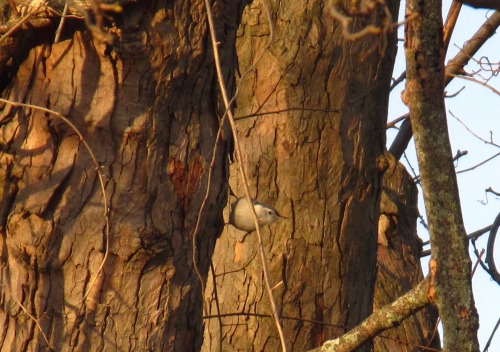 Saw some birds on my walk Friday: bluebird, white-breasted nuthatch, and house finch.Is that a heart