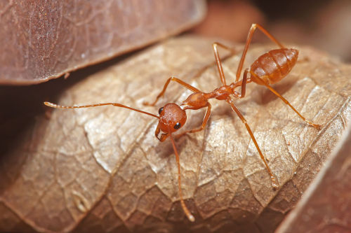 typhlonectes:The Weaver Ant (Oecophylla smaragdina) … is a species of arboreal ant found in Asia and