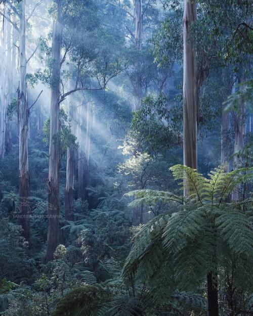 oneshotolive:  Thick temperate rainforest, predominantly of tall mountain ash in the Dandenongs, Australia IG steven.sandner [1080x1350] [OC] 📷: steven_sandner 