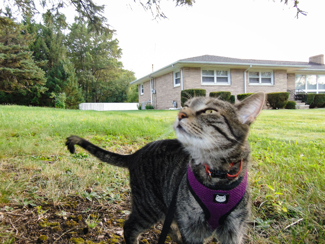 ZELDA; CAT ON A LEASH (and her not as awesome roommates)