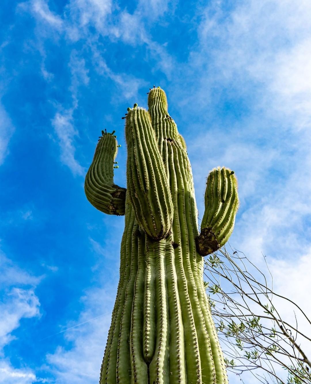 Why hello there, cactus! 🌵 You and your cacti brethren are straight up *everywhere* in Arizona, and still, I couldn’t help but gaze wide-eyed with delight every time I saw another!⠀
⠀
#cactus #fortheloveofcactus #cactuslove #saguaro #sonorandesert...