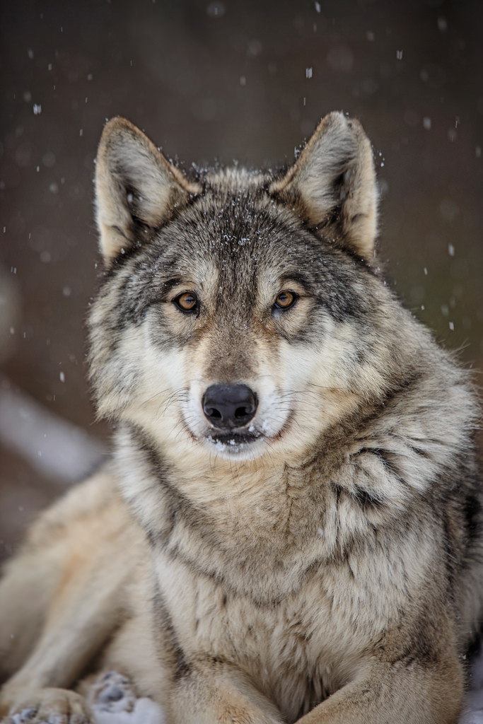 wolverxne:  Wolf | by: [kdc123]