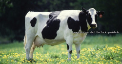 joshpeck:  mad cow disease 