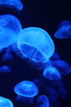 drxgonfly:  Jellyfish (by Teruhide Tomori)