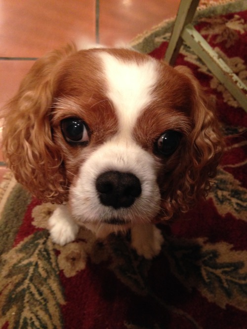 handsomedogs:  Oliver the Cavalier 