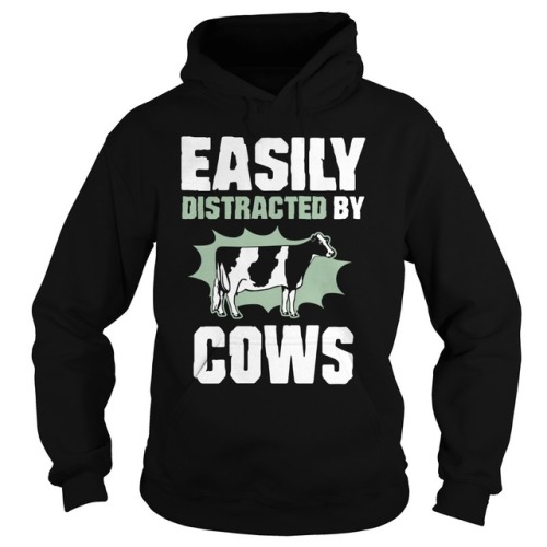 Easily distracted by cows