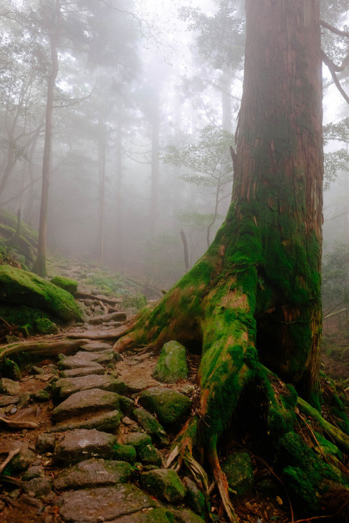 90377:Yakushima by Dean