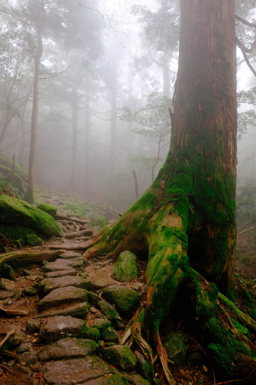 90377:Yakushima by Dean