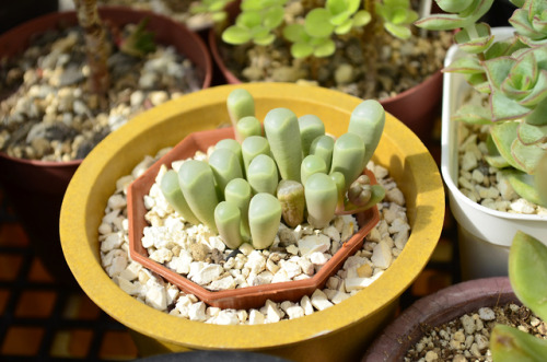 2019.10.05Fenestraria aurantiacaフェネストラリア 五十鈴玉（多分）育て始めて花芽が付いた記念