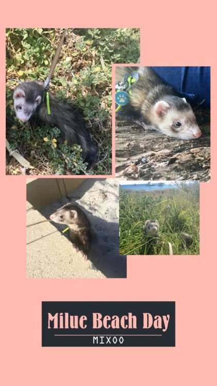 My ferret boy at the beach