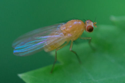 A tiny fly with brilliant wings!smugmuginstagram