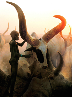 nubbsgalore:  boys from the majority dinka tribe of south sudan – seen here in a wut, or cattle camp –   accompany their namesake ox everywhere into adulthood, in the hopes that they will mature with the same strength and beauty. named after their