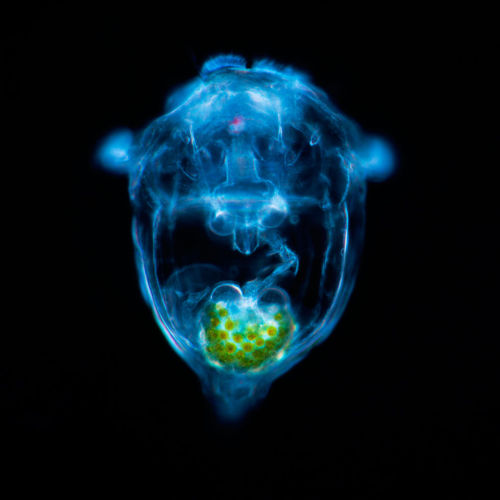 staceythinx:Some of the winners of the Nikon 2015 Photomicrography Competition. Click on images for 