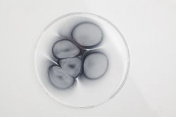 dropsofbits:  The Petri Dish Project - J.D.Doria