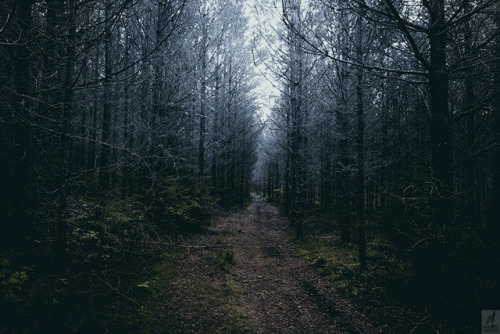 Choose Your Path…and move forward.The dark forests always been a favorite place for me and my