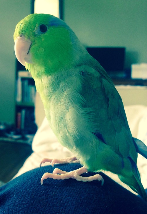 My bird is more photogenic then I am.