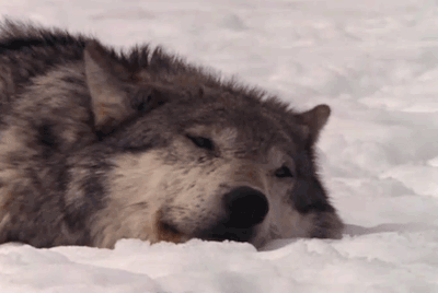 ea6da12a2acb4b65f7bc6031a8f59685d1943f20.gif