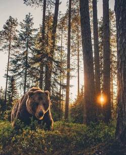 Wanderlog:  Finland. Photo: @Kpunkka #Finland #Nature #Landscape #Scenery #Photography