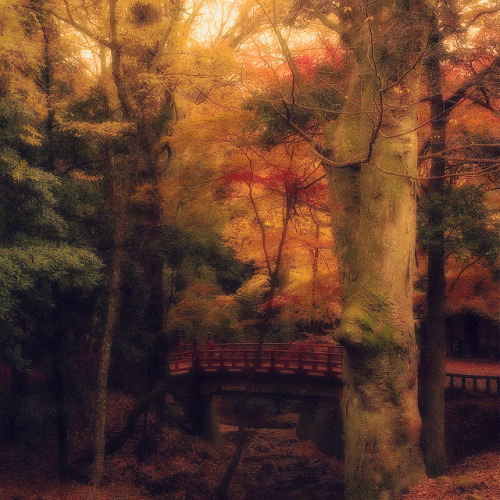 japanlove:  Revisit by Saraia77 on Flickr. Nara Park, Nara, Japan. 2012