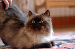 catp0rn:  Himalayan Cat on Flickr 