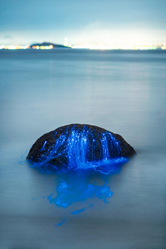 sixpenceee:  The Weeping Stone by Tdub Photo is created with bio luminescent shrimp