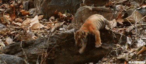 blazepress:  A majestic, stealthy, cold blooded killer.