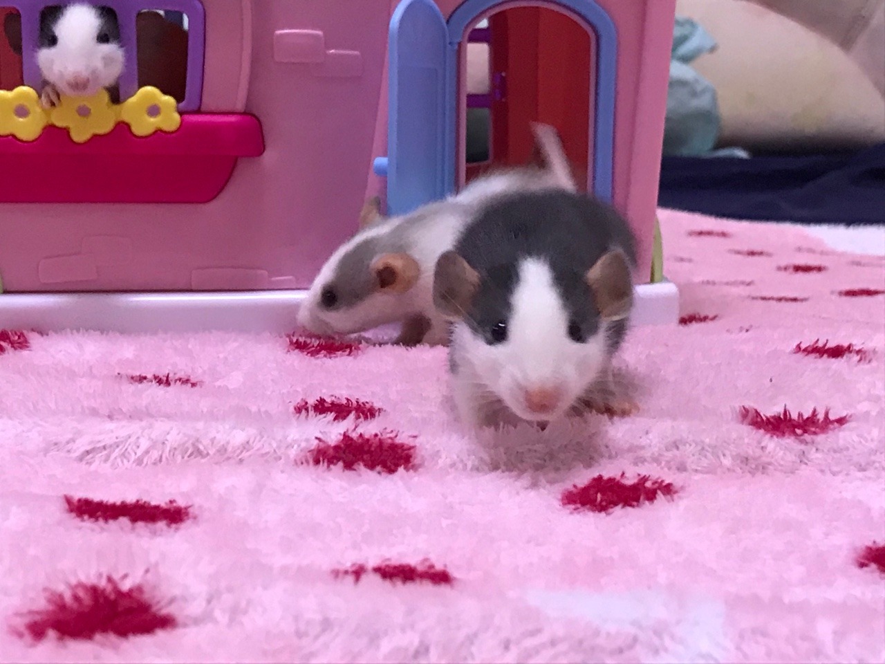 icouldwritebooks: Baby rats playing in a dollhouse.  I put the dollhouse on the bed,
