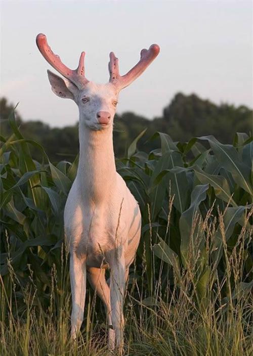 white deer