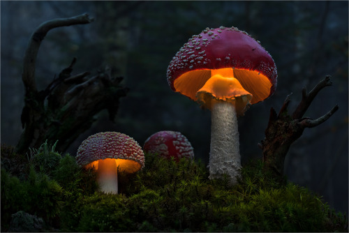 quiet-nymph: Illuminated Fungi Photography by Moonshroom