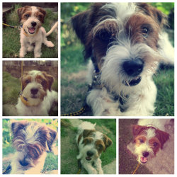 alicetingtong:  Meet my dog, Yorkie :)  Gimme☺