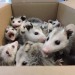 sleepy-bebby:Box of screams