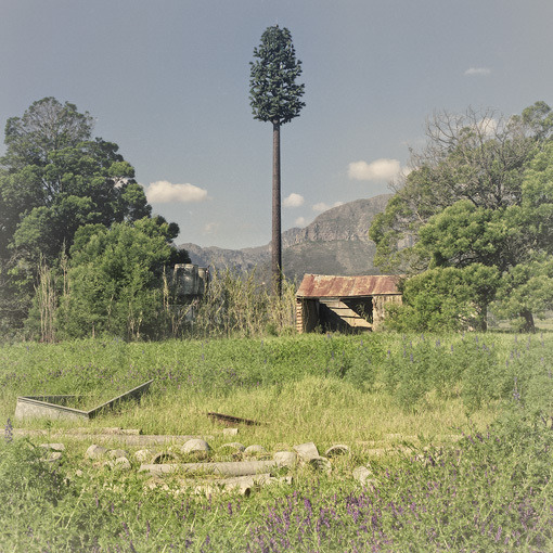 wherearchitectureisfun:  ryanpanos:  Invasive Species | Dillon Marsh In 1996 a palm