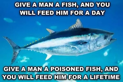 give a man a fish