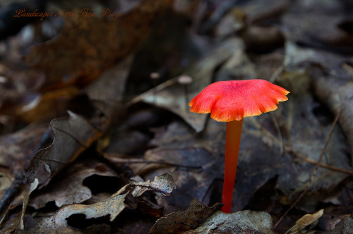 the-greenest-home: Mushroom by eevy24012 on Flickr.