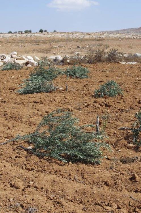 momo33me: 48 young olive trees destroyed in South Hebron Hills October 3, 2013 At Tuwani - This morn