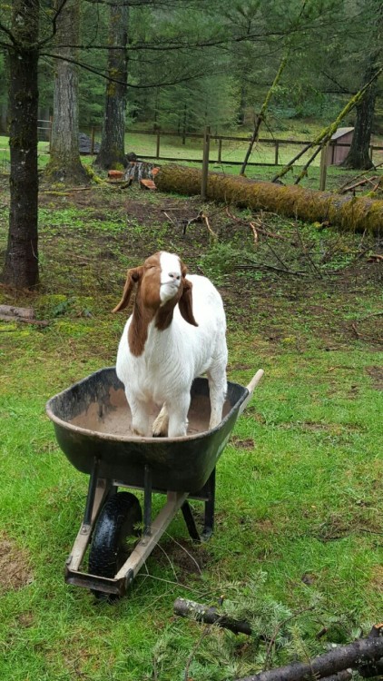 babygoatsandfriends: My dad sent be a picture of his goat Mo today, and I thought you guys might lik