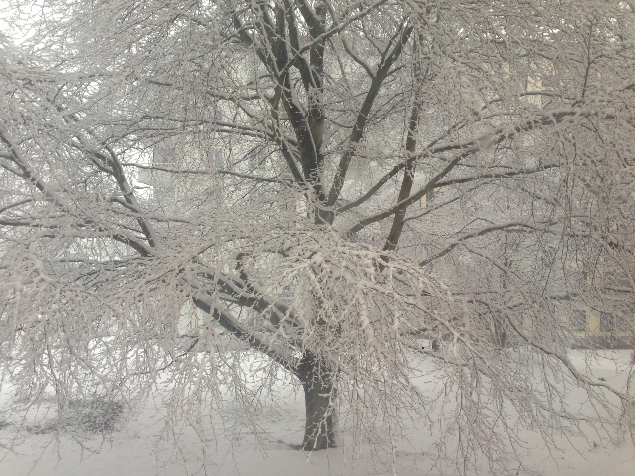 childoflamb:  last winter 