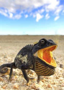 passions-are-motions-oifpeyax:   (௯) Chameleon