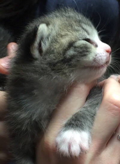 unflatteringcatselfies:One of my old foster kittens. SCREEEE